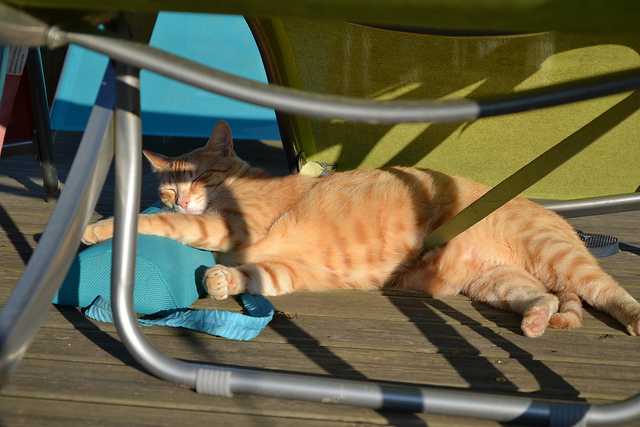 cat napping