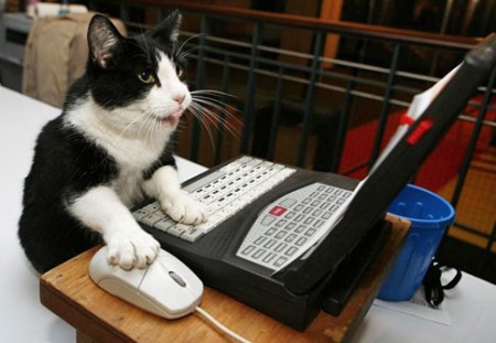 chat